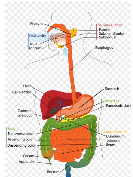 पित्तथैली जोगाउन अपनाउनुपर्ने प्राकृतिक आहार र बानीहरू